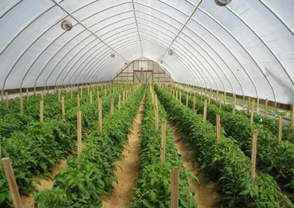 Báo cáo chuyên đề “Ứng dụng công nghệ sinh học trong lĩnh vực Nông nghiệp ở Việt Nam”