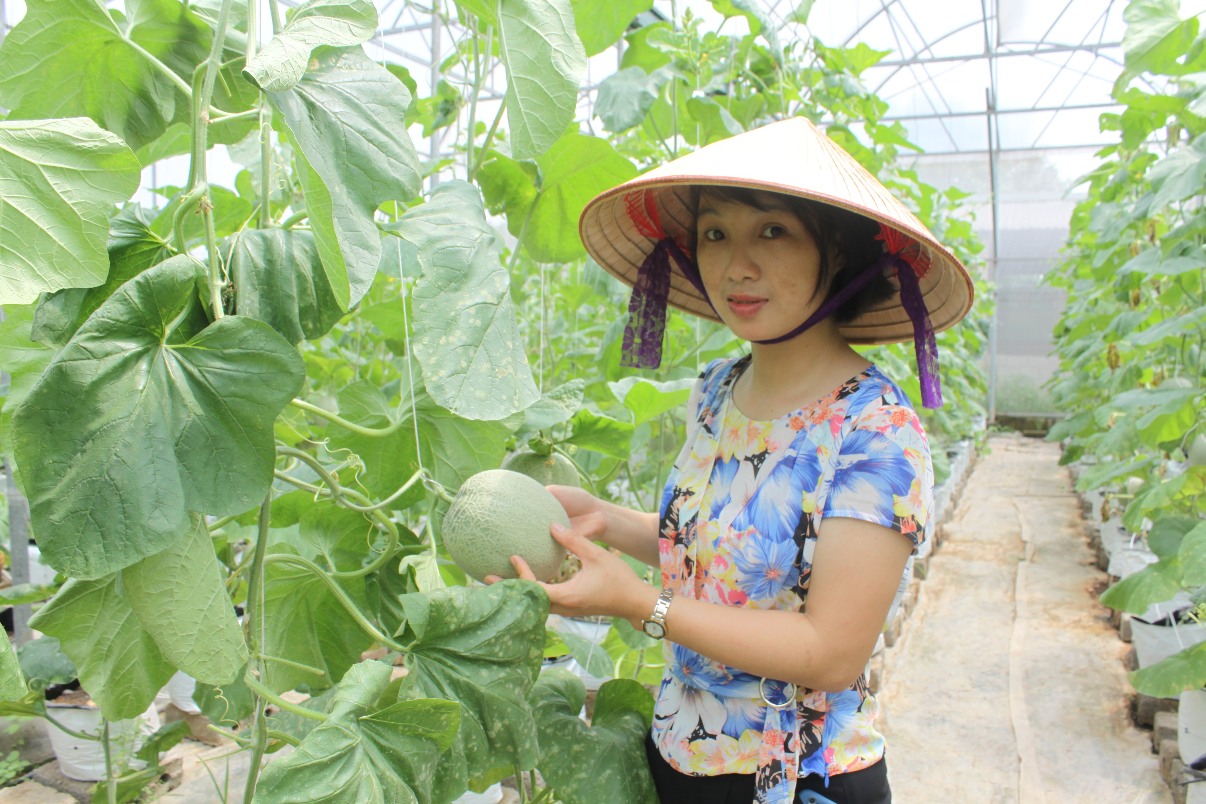 Ứng dụng tiến bộ kĩ thuật trong trồng dưa lưới