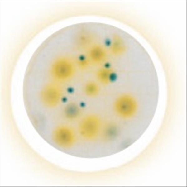 Đĩa PetrifilmTM Yeast and Mold (YM)