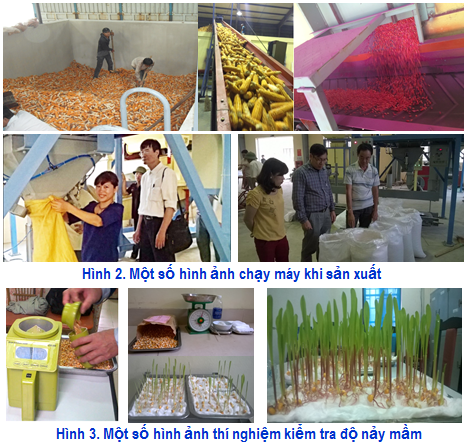 Dây chuyền thiết bị sấy, chế biến ngô giống